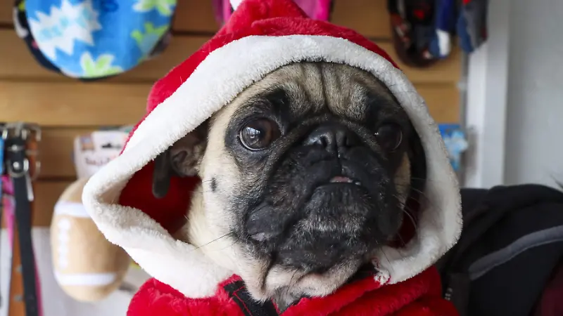 251208_ROPA NAVIDEÑA PARA MASCOTA_HA_3